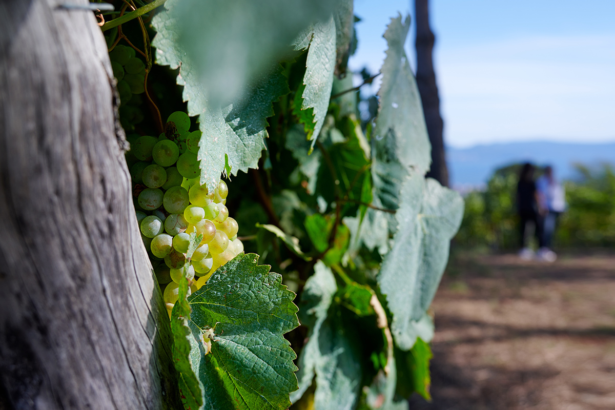 Dove è nata la Falanghina? - Vino.com Blog