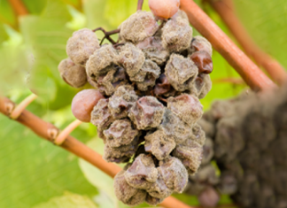 Cos’è il Muffato?