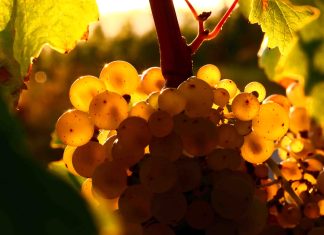 Chi ha inventato il vino?