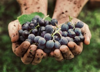 Cosa significa vino IGT, DOC e DOCG?