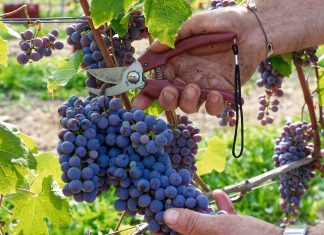 Cos’è il vino vegano?