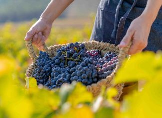Cos’è il vino biologico?