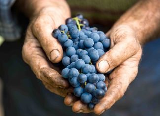 Come nasce il Cerasuolo?