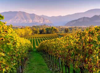 Quali vini si producono in Franciacorta?