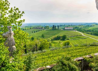 Vino friulano: quali sono i più famosi?