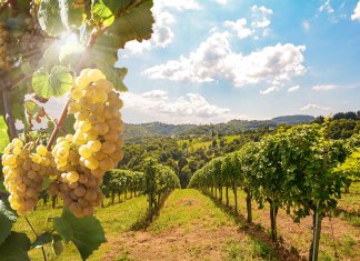 Vino bianco: quali sono i più famosi in Italia?