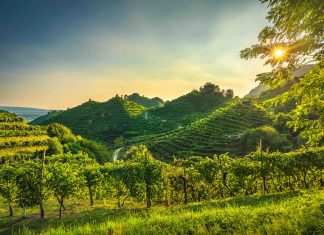 Quali sono i vini bianchi del Veneto?