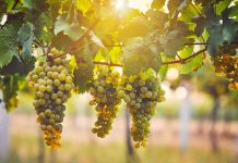 Quali sono le origini del Pecorino?