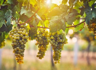 Quali sono le origini del Pecorino?
