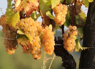 Qual è l’origine della Ribolla Gialla?