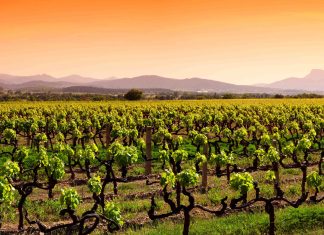 Cos’è il terroir?