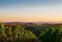 Si può fare vino bianco da uve nere?