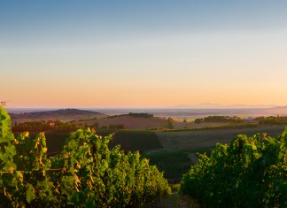 Si può fare vino bianco da uve nere?