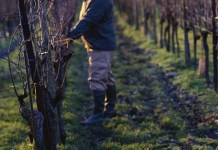 Il vino che mette d’accordo 93 “personalità”: Bellavista Alma Assemblage 2