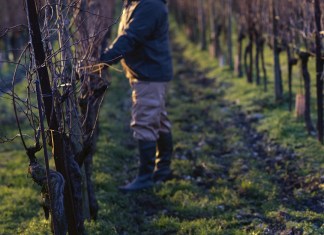 Il vino che mette d’accordo 93 “personalità”: Bellavista Alma Assemblage 2