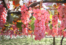 Koshu: l’uva rosa del Giappone