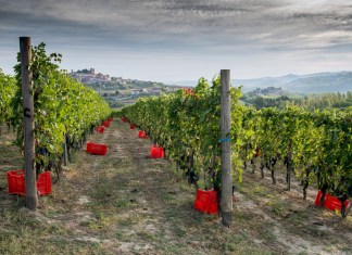 Nebbiolo oltre Barolo e Barbaresco: le altre facce da scoprire